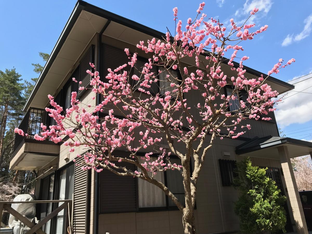 Forest Kiki * 富士吉田市